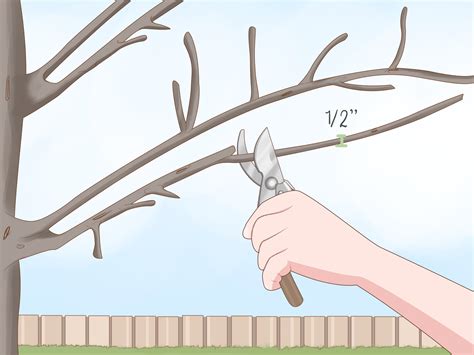 3 Ways To Trim Maple Trees Wikihow