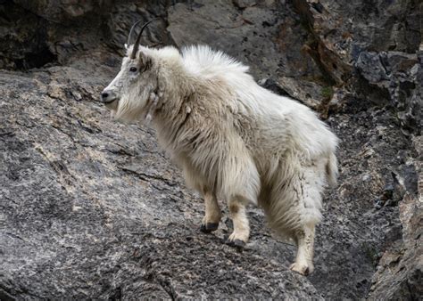 Mountain Goat Conservation – Wildsight