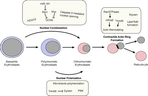 Figure From Novel Roles Of The E F Transcription Factor And