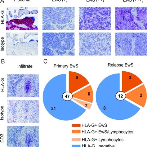 HLA G Is Expressed In EwS Cell Lines In Response To Stimulation With