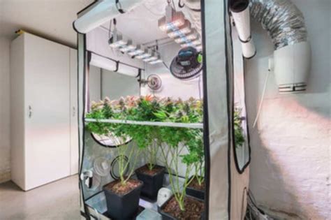 Best 4×4 Grow Tent Yield A Detailed Guide