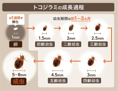 【スーパートコジラミ】電車やあなたの部屋に？トコジラミ被害の対策 文貴ブログ