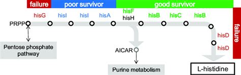 Histidine Biosynthetic Pathway A Flow Chart For Histidine Biosynthesis