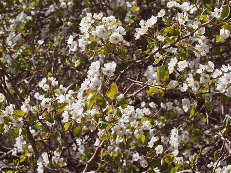 Pyrus Communis Subsp Pyraster L Ehrh European Wild Flickr