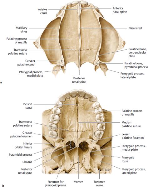 Nasal Cavity And Paranasal Sinuses Plastic Surgery Key