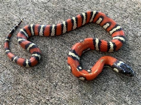 Papuan Black Snake Pseudechis Papuanus Saibai Island Torres Strait