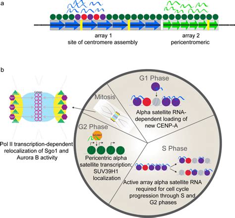 Alpha Satellite Transcription And Noncoding Rnas Play Distinct Roles At