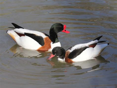 Birds of The World: Shelducks (Anatidae)