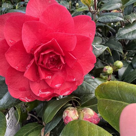 Camellia Les Jury 4L Lushingtons