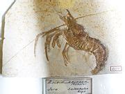 Category:Dendrobranchiata fossils - Wikimedia Commons