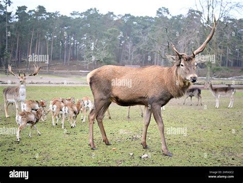 Baruth Germany 13th Jan 2022 A Red Deer With A Missing Antler Is