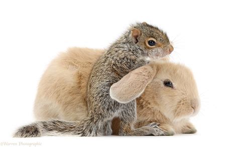 Young Grey Squirrel And Sandy Rabbit Photo Wp33591