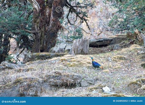 Himalayan Monal The State Bird Of Uttarakhand Spotted On The Way To