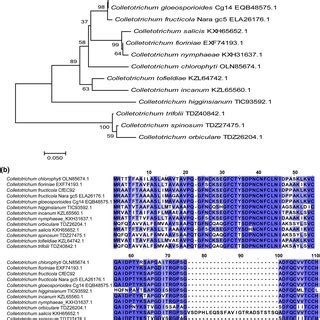 Sequence Similarities Between Cfec Proteins Among Colletotrichum