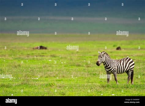 African zebra migration hi-res stock photography and images - Alamy