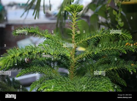 Christmas Tree Araucaria Heterophylla Norfolk Island Pine Implies