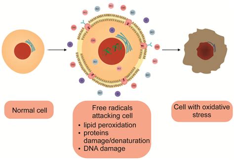 Antioxidants Free Full Text The Variable Nature Of Vitamin C—does