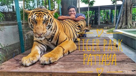 Tiger Park Pattaya Thailand A Morning With Tigers Youtube