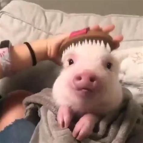 Brushing A Pig Video In 2020 Cute Baby Pigs Cute Piglets Cute