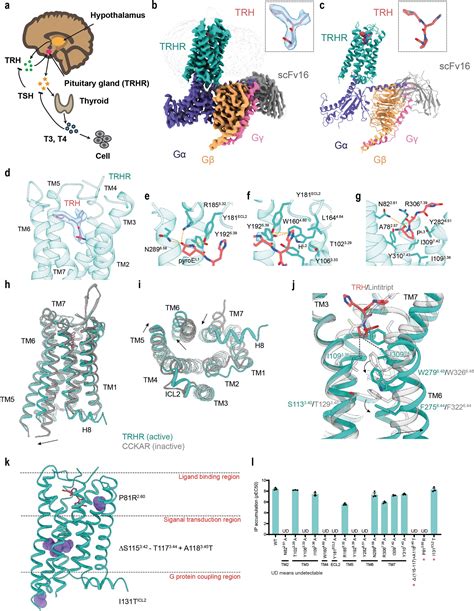 Researchers reveal activation mechanism of thyrotropin-releasing hormone receptor