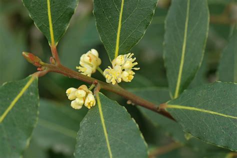 Laurus nobilis Navadni lovor Drevesnica KURBUS STARŠE