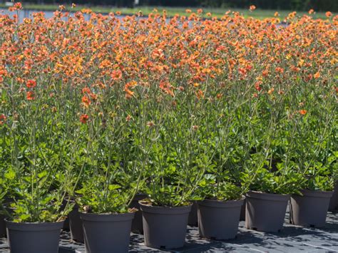 Pbrs And Defras Latest Epr Update Plants For Europe
