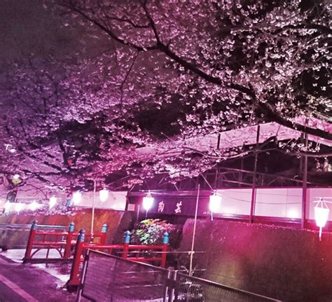 【横浜市港北区】4月初旬まで ｢近場で夜桜楽しんで｣＠岸根町「そばの陶芸館」付近 神奈川・東京多摩のご近所情報 レアリア