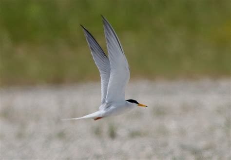 絶滅危惧種の コアジサシ mitokishuuの野鳥日記