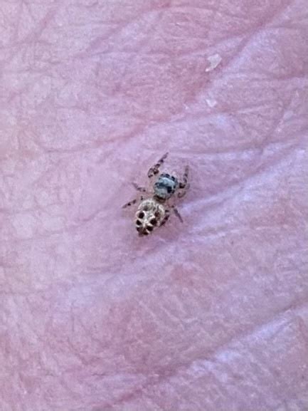 Coppered White Cheeked Jumping Spider From Sanborn Rd Saratoga Ca Us