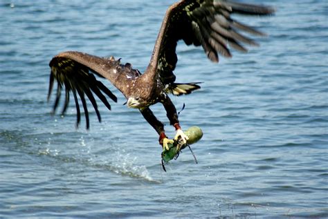 Eagle catching fish by pablo2008jedi on DeviantArt