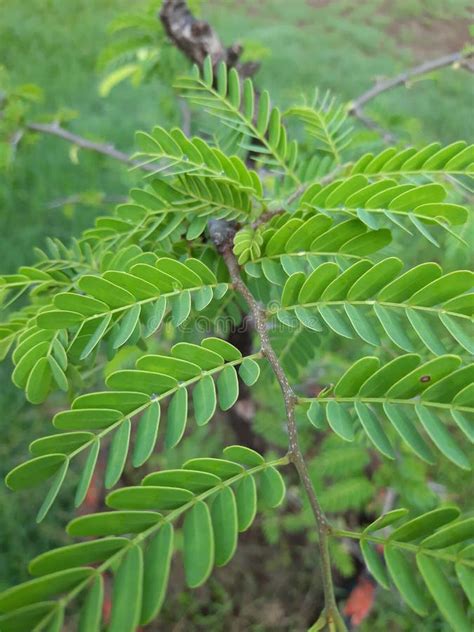 Green Plant Leaves That Thrive On Plants Stock Image Image Of Thrive