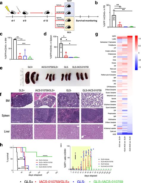 Complex I Inhibition In Combination With Glutaminase Deletion Impedes