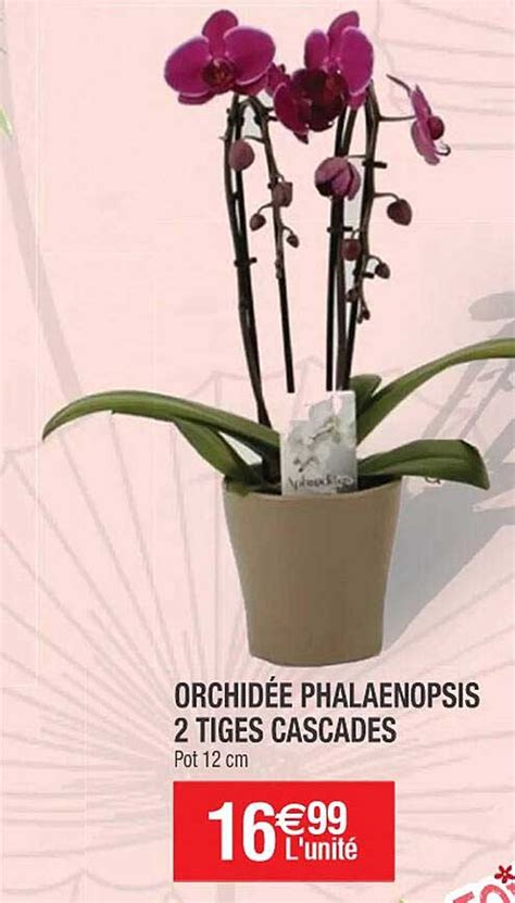 Promo Orchid E Phalaenopsis Tiges Cascades Chez Cora Icatalogue Fr