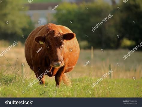 Fat Cow