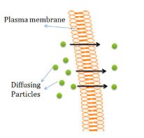 BIO 111 Exam 2 Chapters 5 Flashcards Quizlet