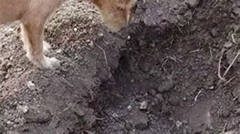 Ce chien en deuil reste sur la tombe de son frère ce quil fait