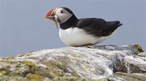 Puffin | NatureScot