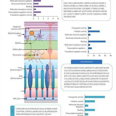 The Molecular Functions Between The Mir Target Genes Glaucoma