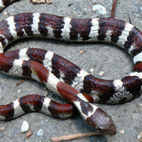 5 Types of Kingsnakes & Milksnakes in Mississippi! – Nature Blog Network