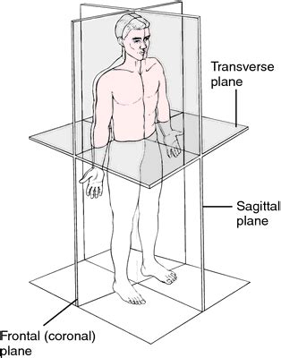 Horizontal Plane Anatomy