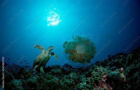 Hawksbill Turtle Eating Jellyfish Eretmochelys Imbricata Maldives