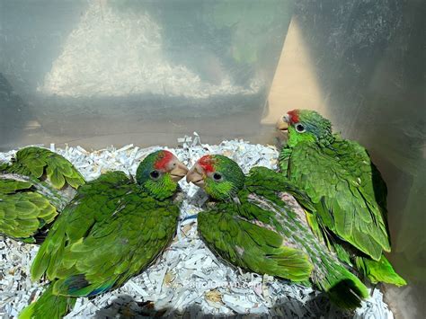 Red Headed Amazon Parrot For Sale Parrotcrown