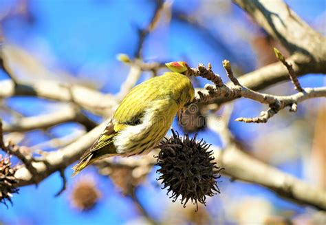 Cute Yellow Bird Singing On The Branch Stock Image Image Of Feather