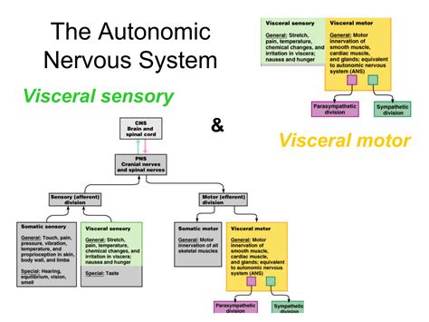 Solution The Autonomic Nervous System Physiology Studypool