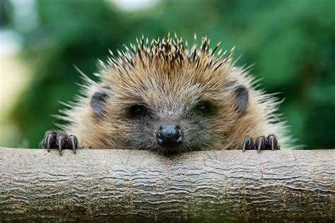 40 Adorable Hedgehog Pictures Readers Digest