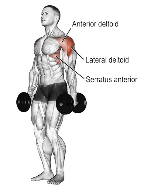 Dumbbell Lateral Raise Muscles Worked