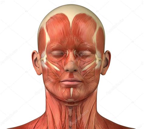 Anatomia De La Cara Musculos