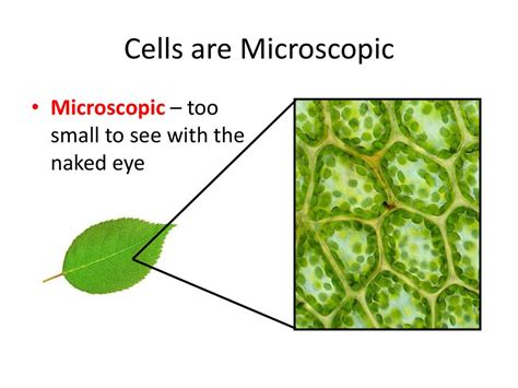 Microscopes Learning Objectives Define The Term Microscopic Ppt