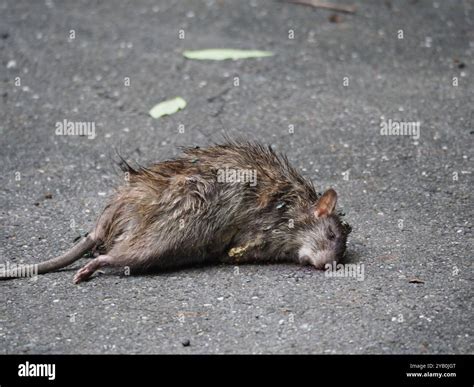 Greater Bandicoot Rat Bandicota Indica Mammalia Stock Photo Alamy
