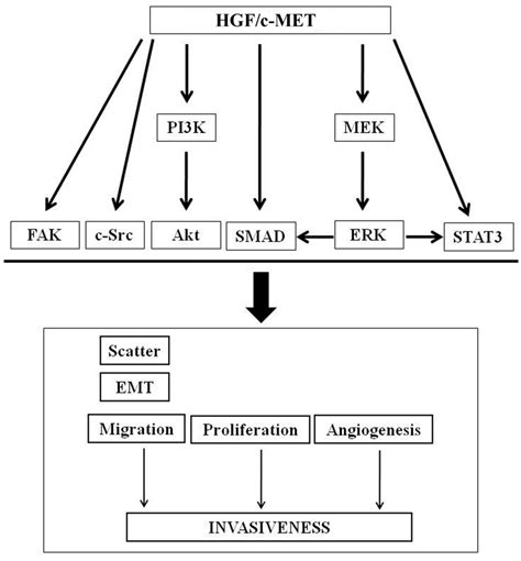 Biomedicines Free Full Text Hgf C Met Axis In Tumor